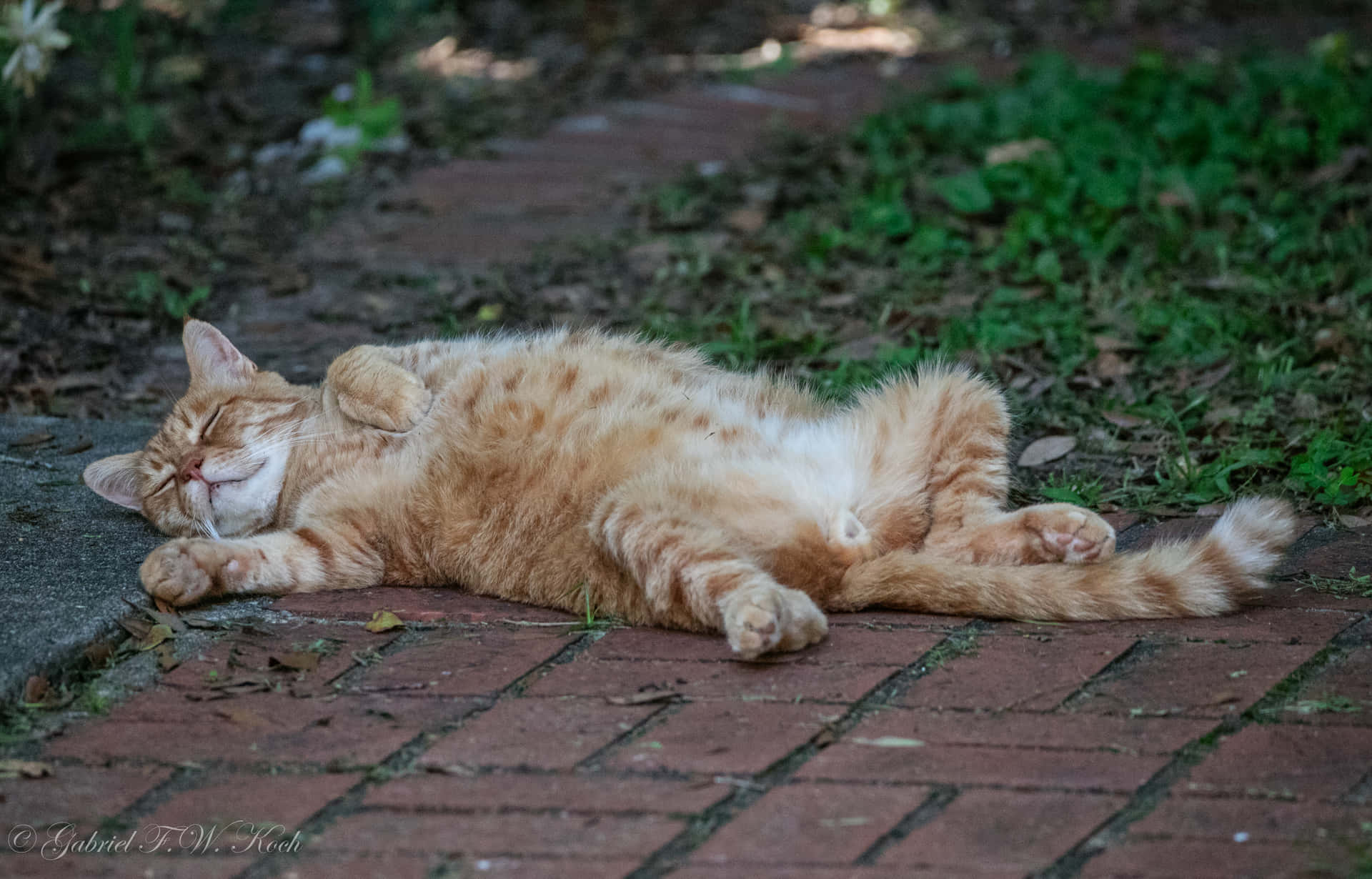 Chat Boss Fond d'écran