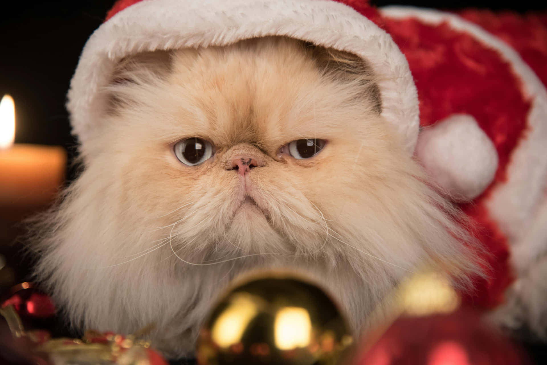 Chat De Noël Mignon Fond d'écran