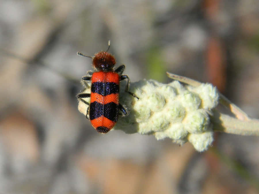 Checkered Beetle Wallpaper