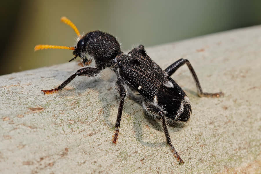 Checkered Beetle Bakgrunnsbildet