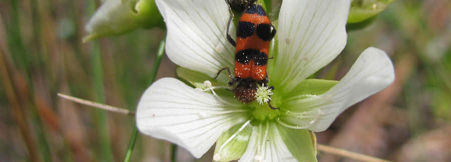 Checkered Beetle Achtergrond