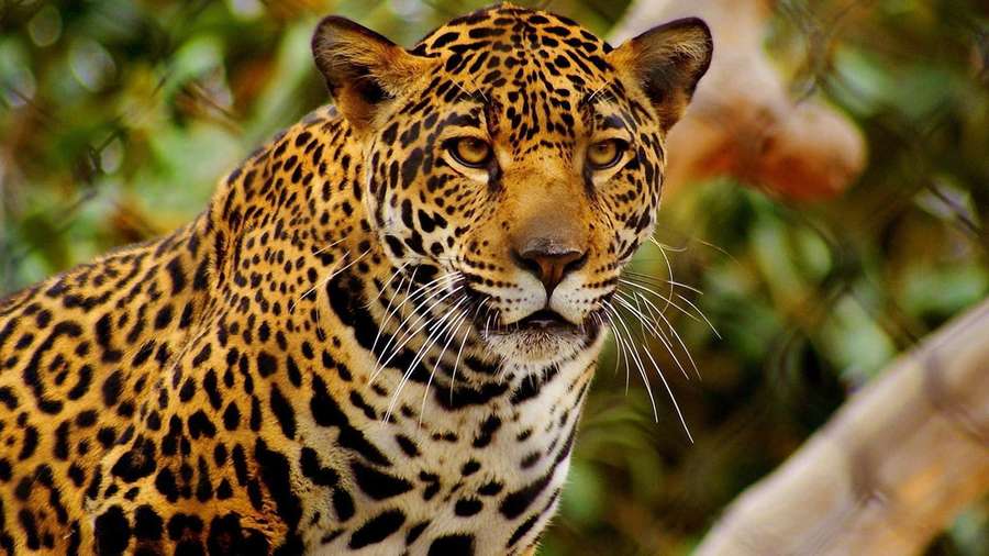 A jaguar with golden fur and black spots stares directly at the camera in a forest. — Cheetah Background