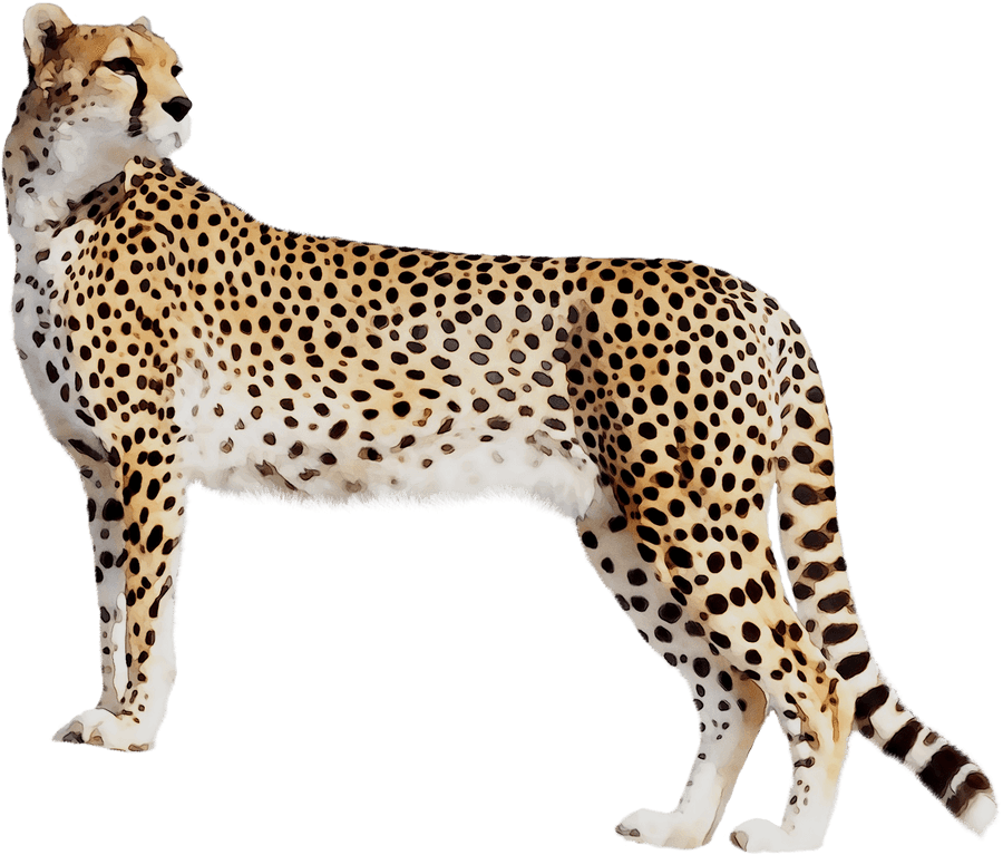 [200+] Cheetah Png Images | Wallpapers.com