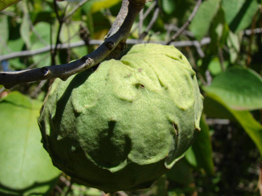 Cherimoya Bakgrunnsbildet