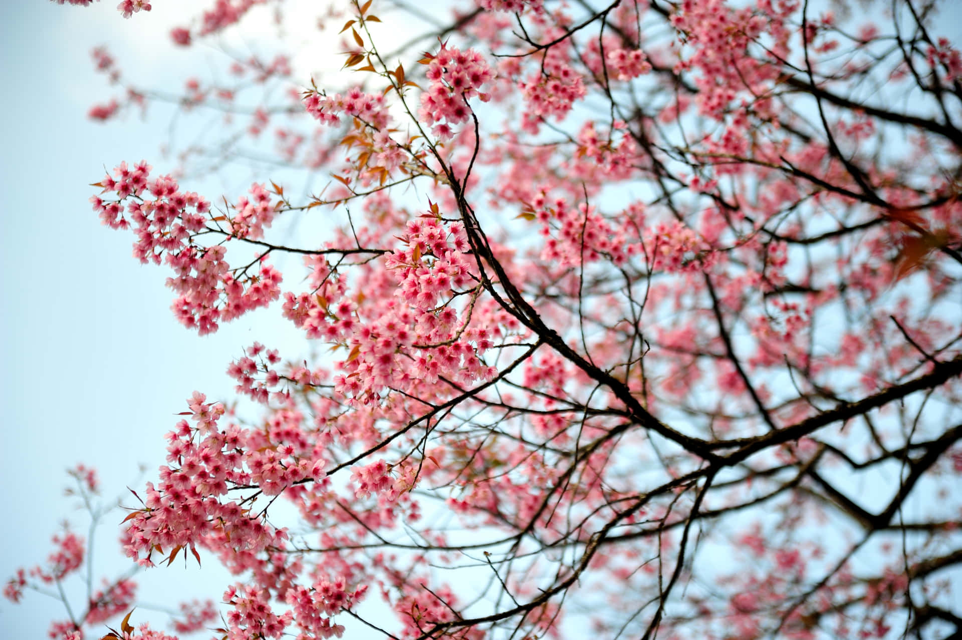 Cherry Blossom Background Photos