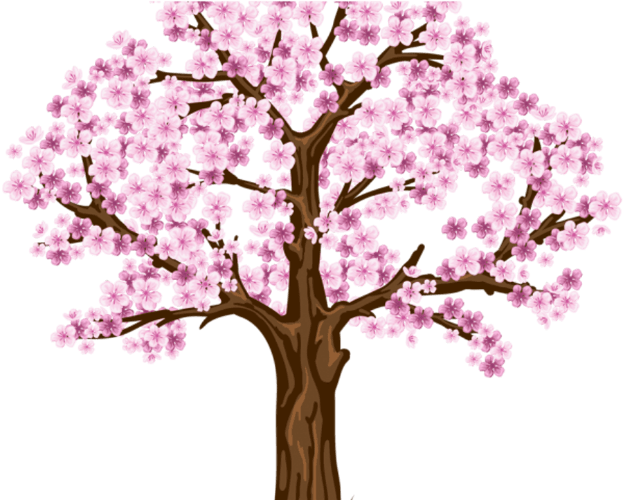 Cherry Blossom Tree Png