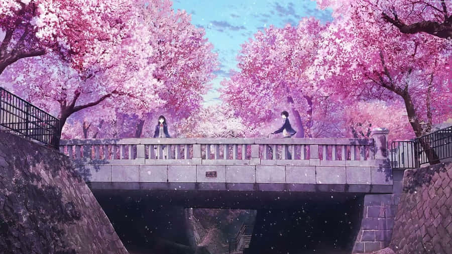 Cherry Blossoms Anime Scenery Wallpaper