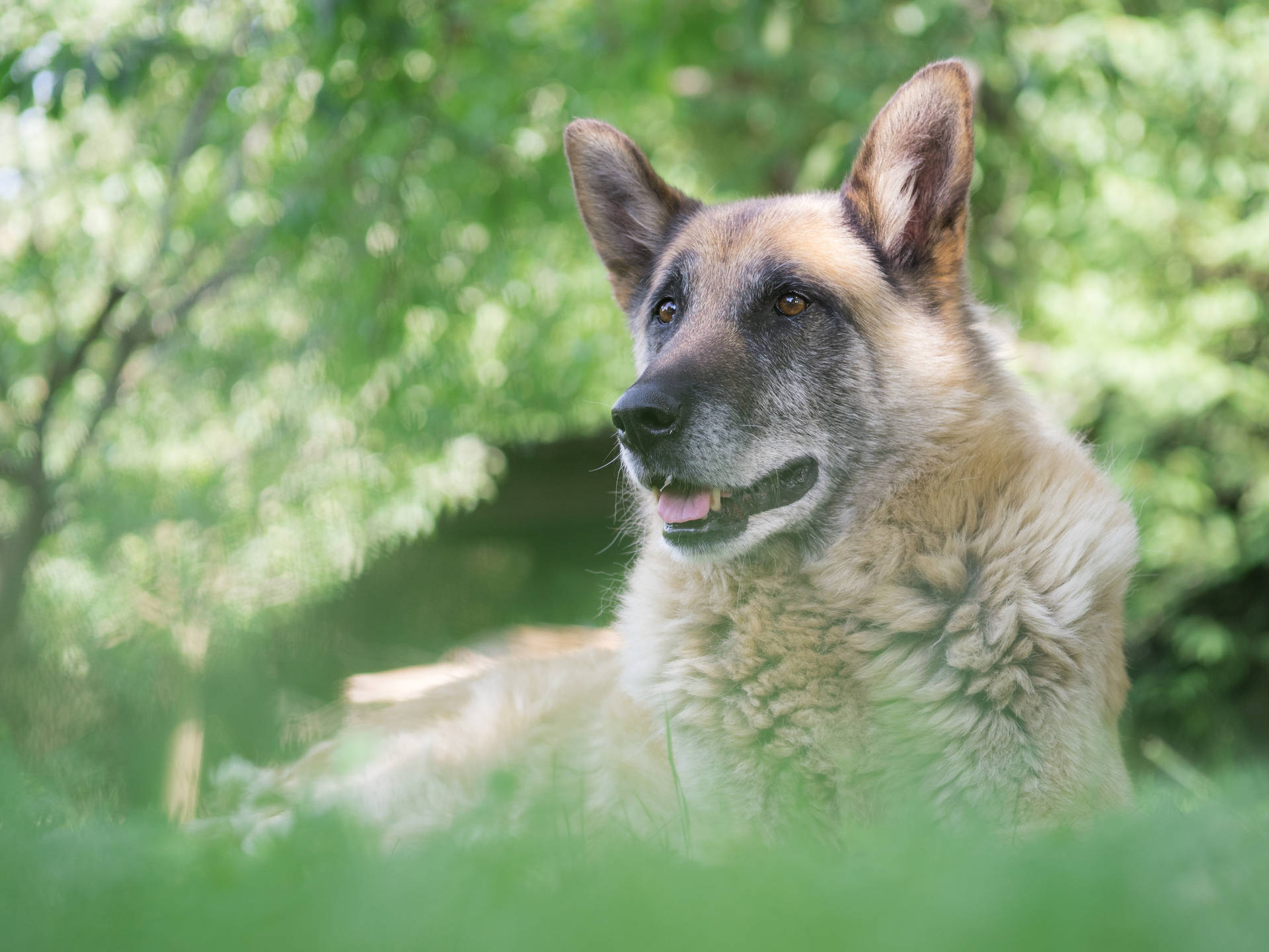 Chien Berger Allemand Fond d'écran