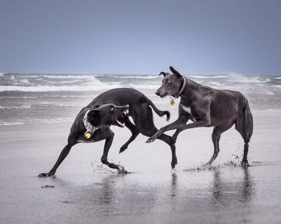 Chien De Plage Fond d'écran