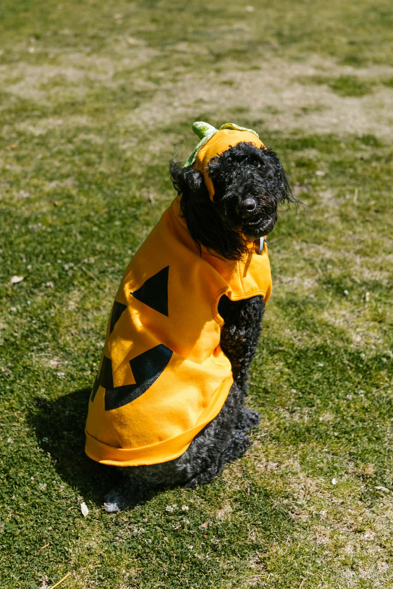 Chien D'halloween Fond d'écran