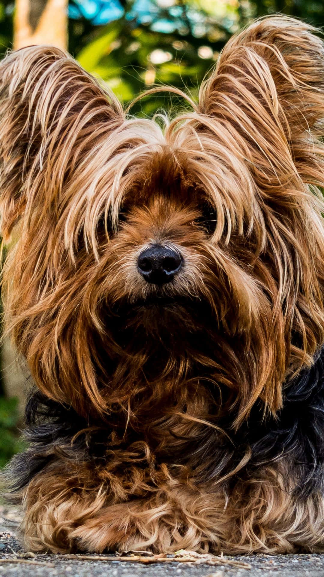 Chien Ébouriffé Fond d'écran