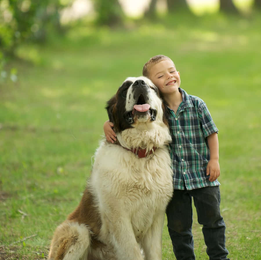 Chien Loyal Fond d'écran