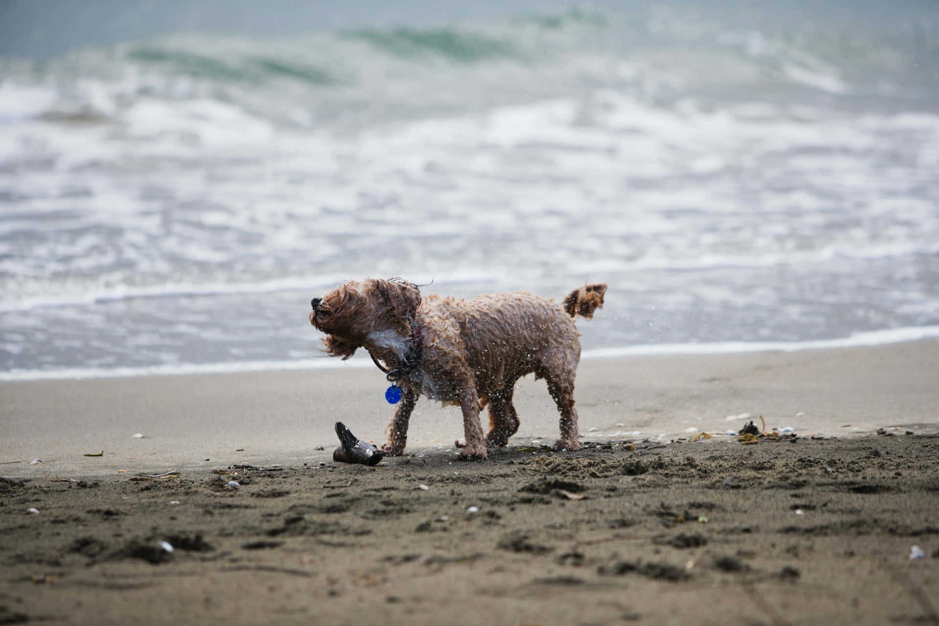 Chien Mouillé Fond d'écran