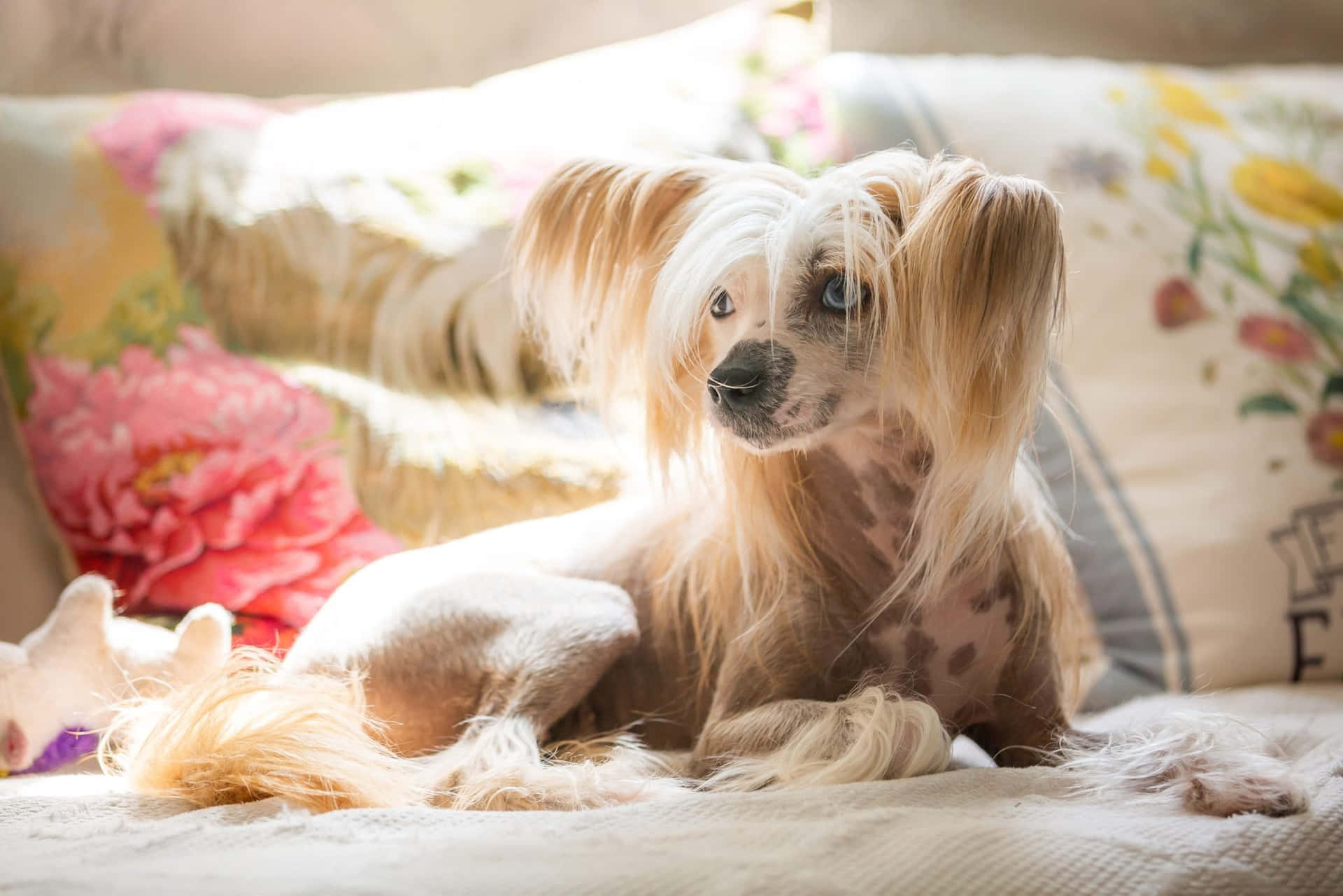 Chien Paresseux Fond d'écran