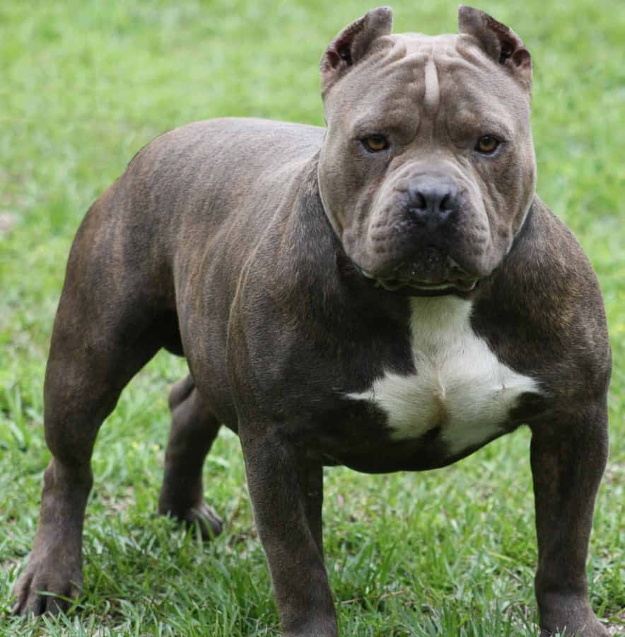 Chien Pitbull Fond d'écran