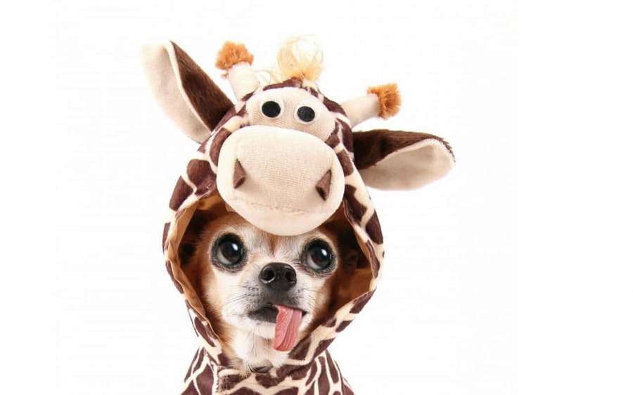 Chihuahua dog in giraffe costume sticking out its tongue. — Chihuahua Background