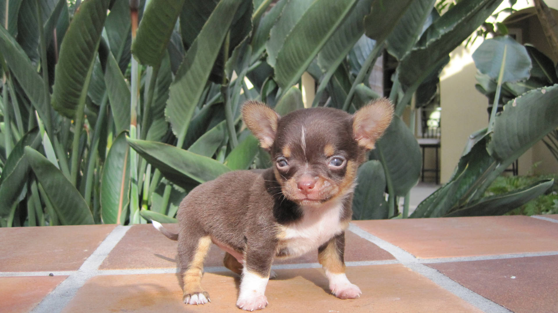 Chihuahua Baggrunde