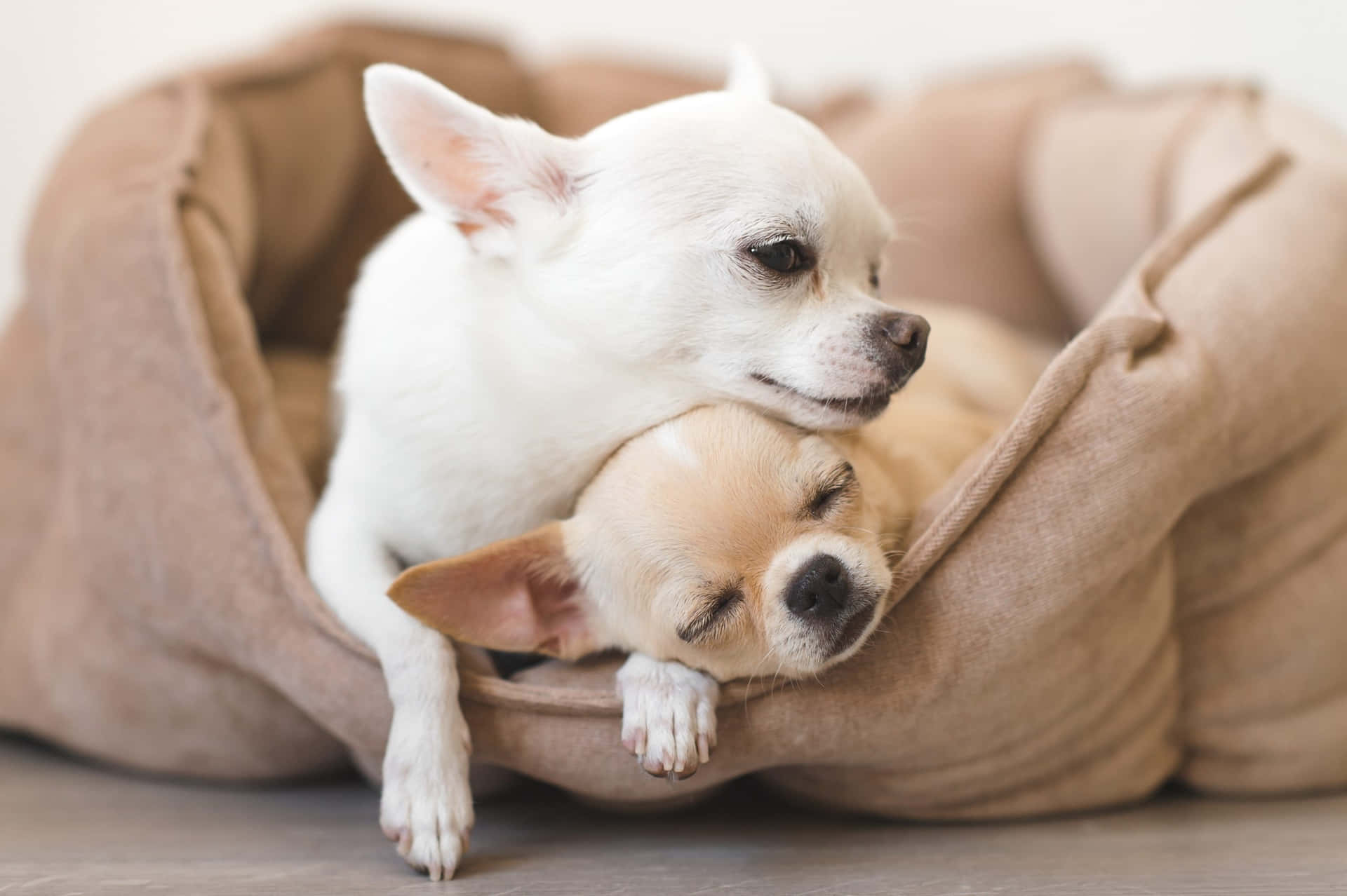 Chihuahua Hundar Bilder