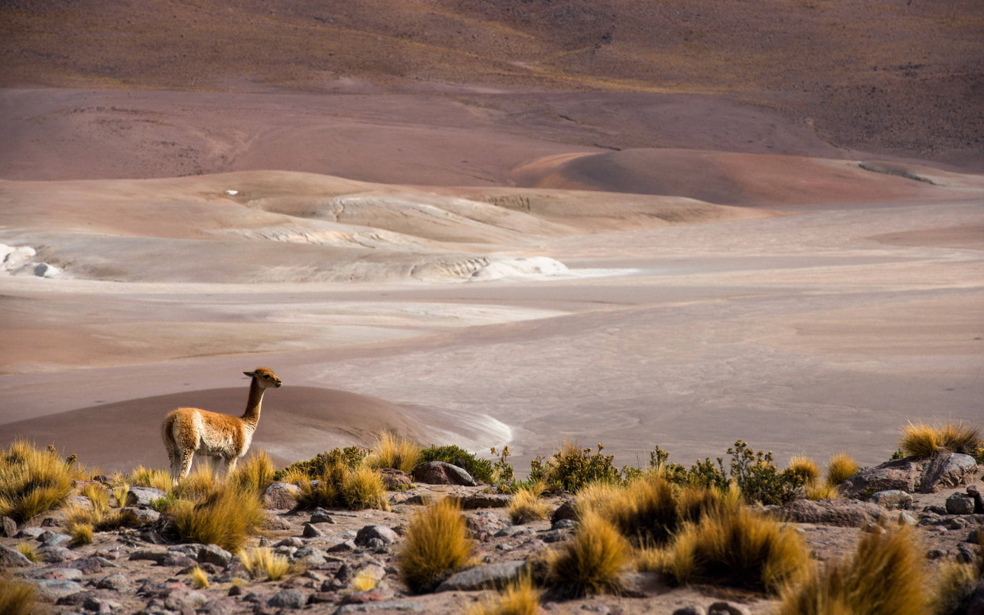 Chile Wallpaper