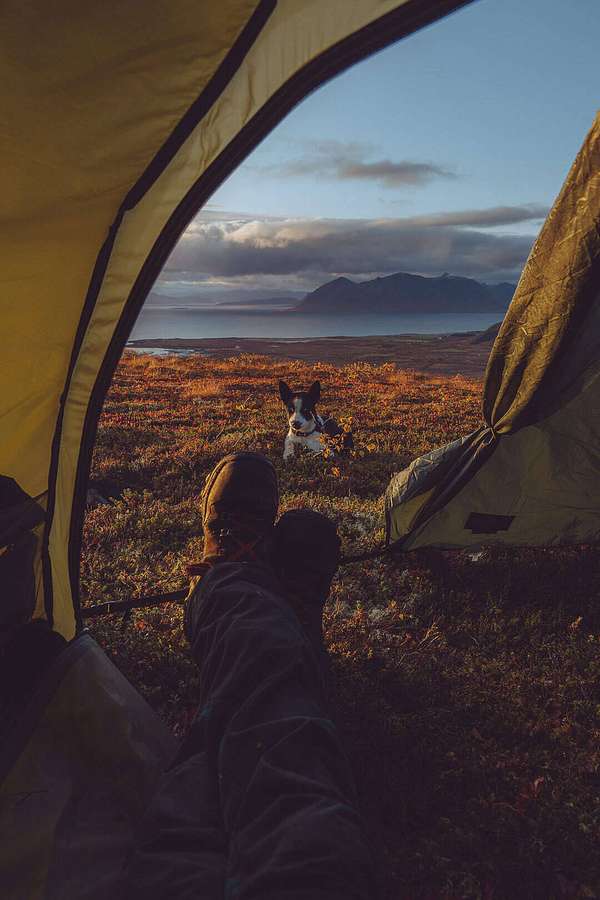 Person camping with dog looking out tent at mountain and sea at dusk — Chill iPhone Wallpaper