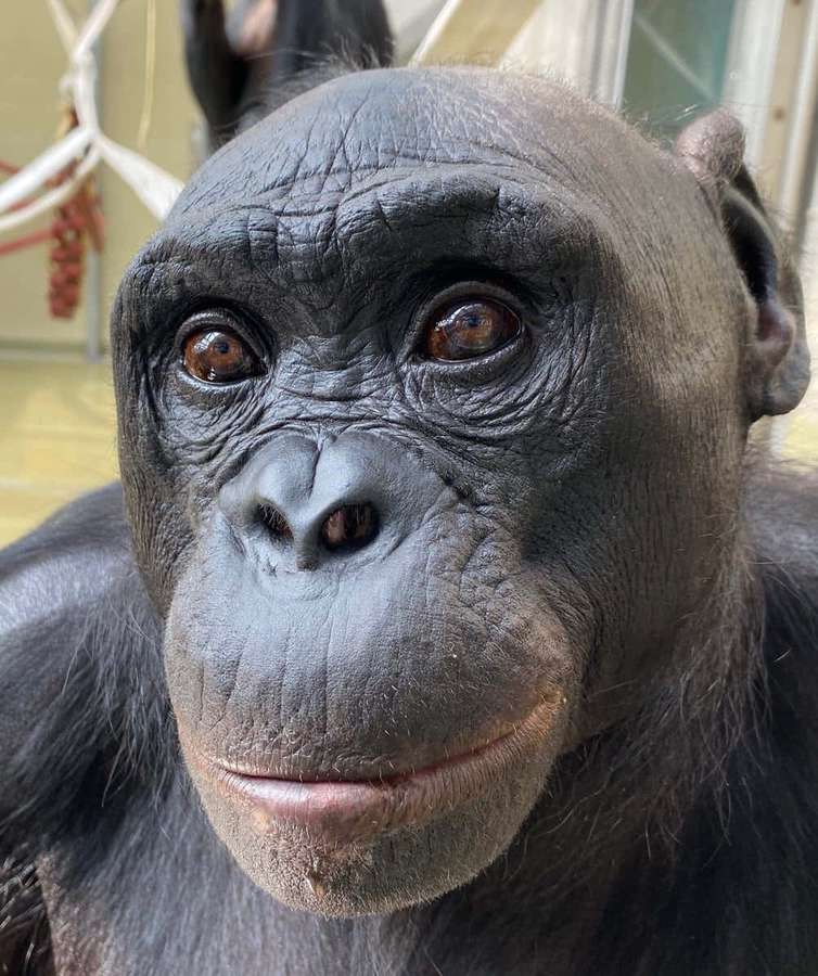 Um chimpanzé com pelo escuro e olhos castanhos olha diretamente para a câmera. — Chimpanzé Papéis de Parede