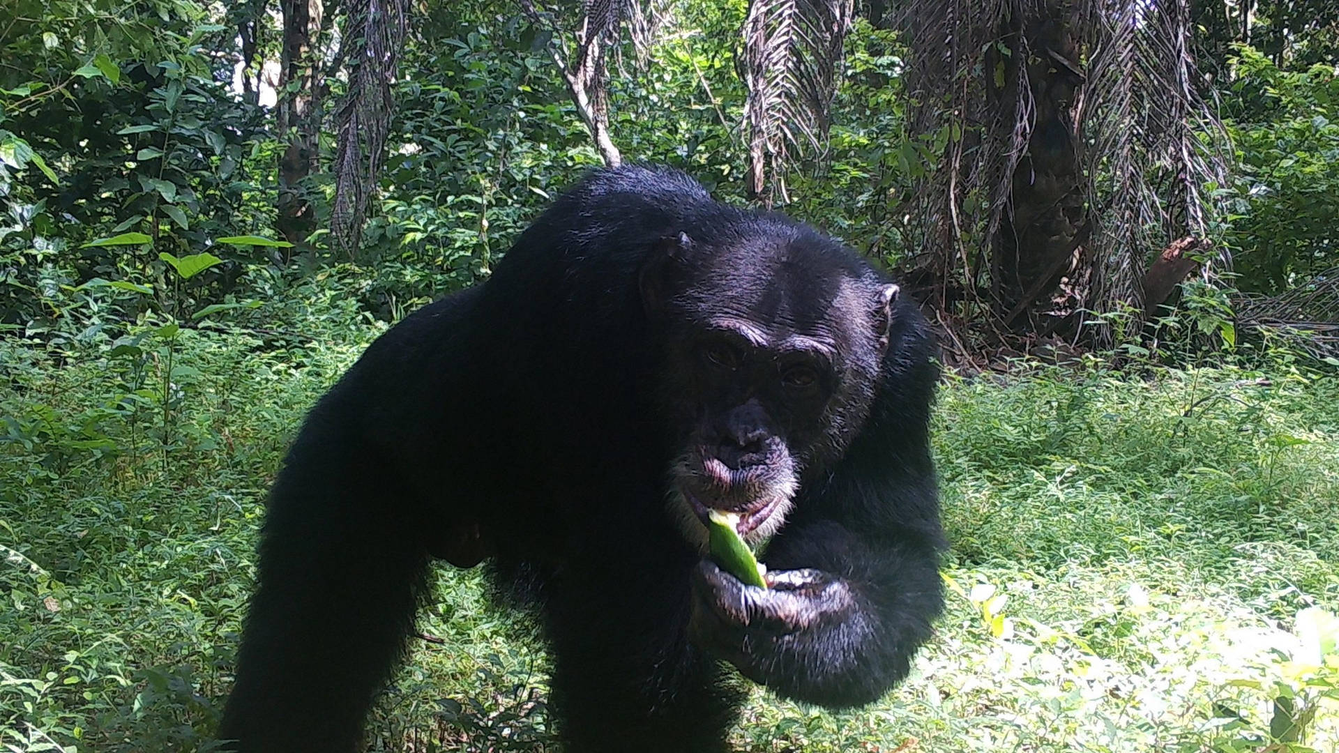 Chimpanzé Papel de Parede