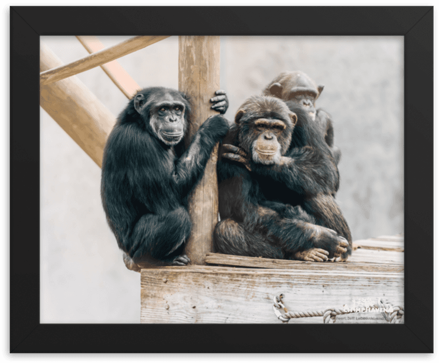 Chimpanzee Png