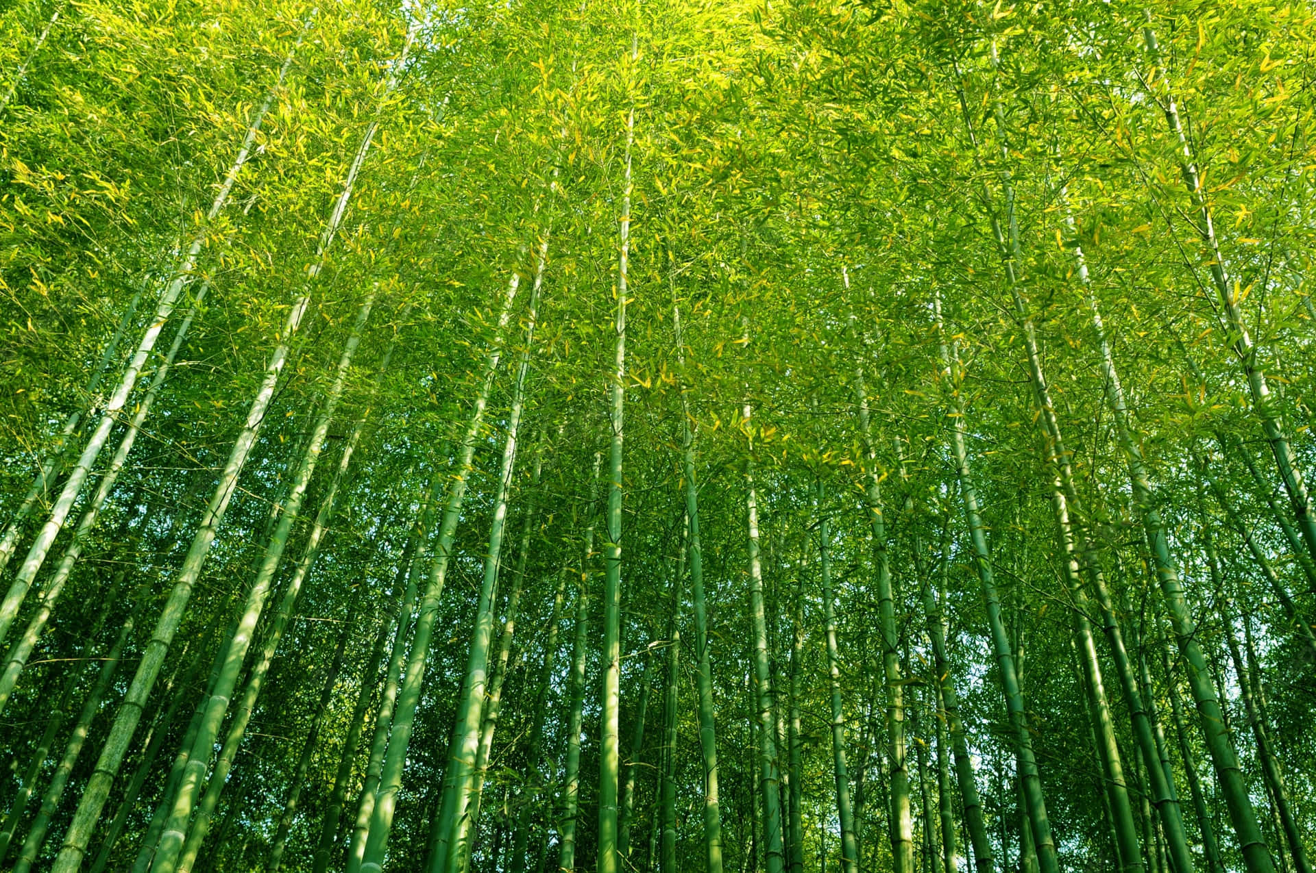 Chinese Bamboo Taustakuva