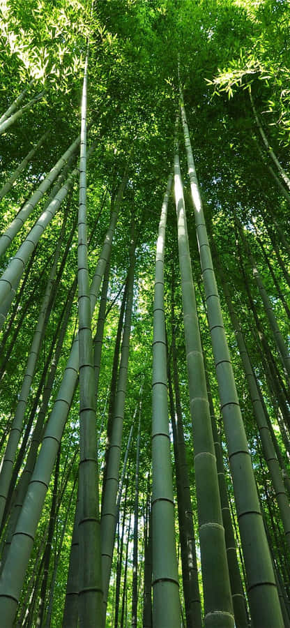 Chinesischer Bambus Hintergrund