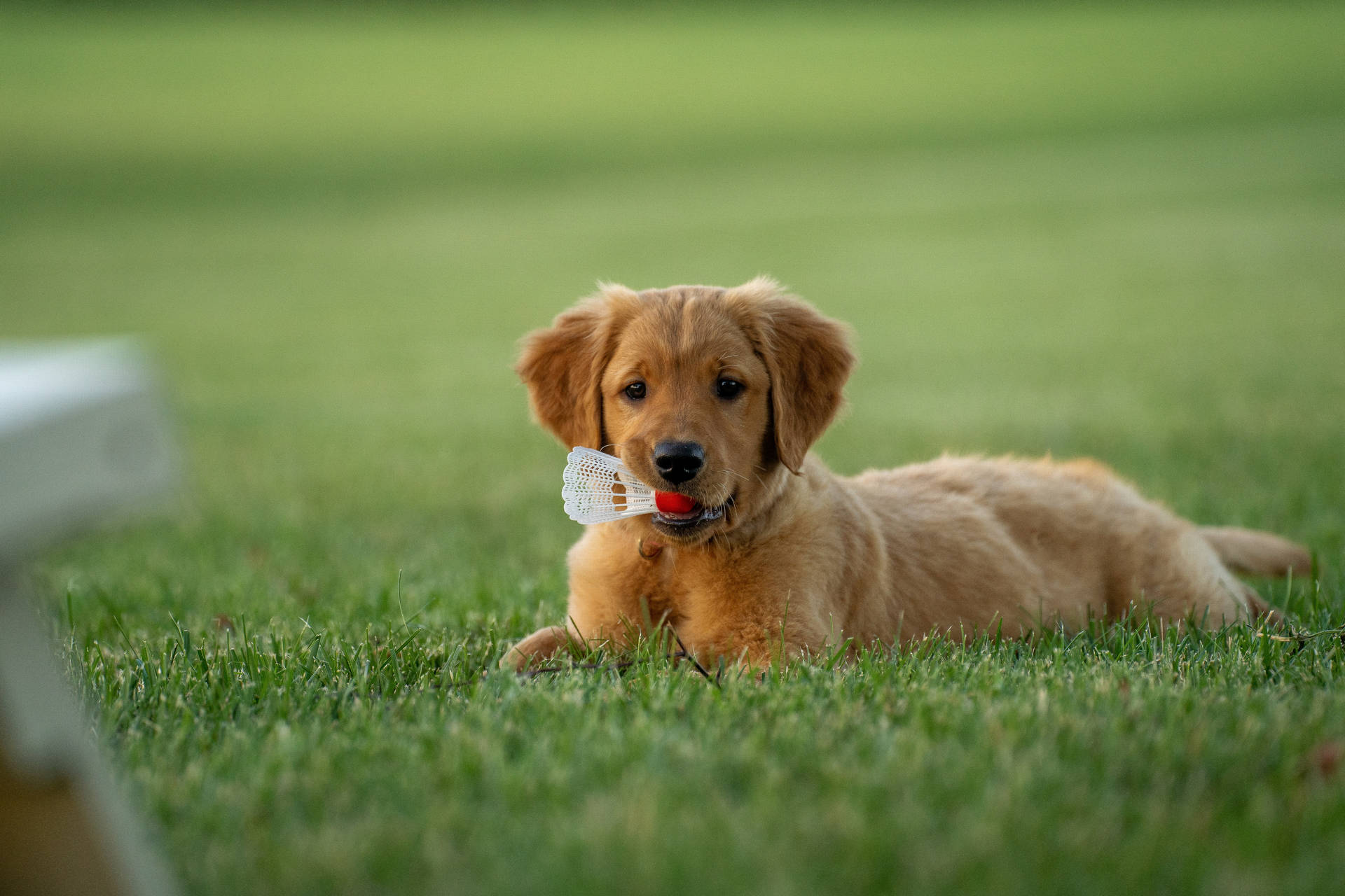 Chiots Golden Retriever Fond d'écran