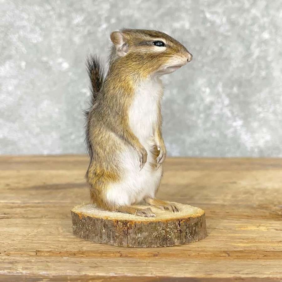 Ausgestopftes Streifenhörnchen auf einer Holzplatte stehend. — Chipmunk Bilder