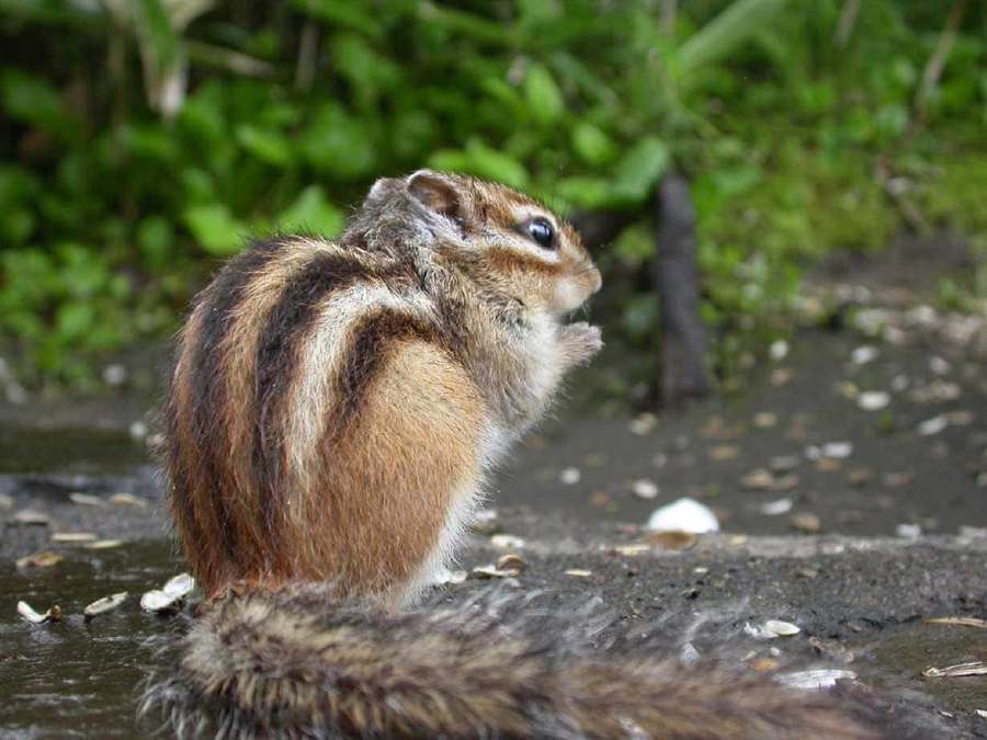 A chipmunk with brown and black stripes sits on wet ground surrounded by green plants and seeds. — Chipmunk Picture