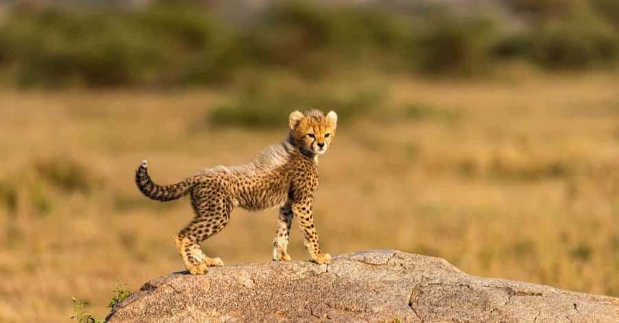 Filhote de chita jovem em pé sobre uma rocha em uma savana gramada. — Chita Papéis de Parede