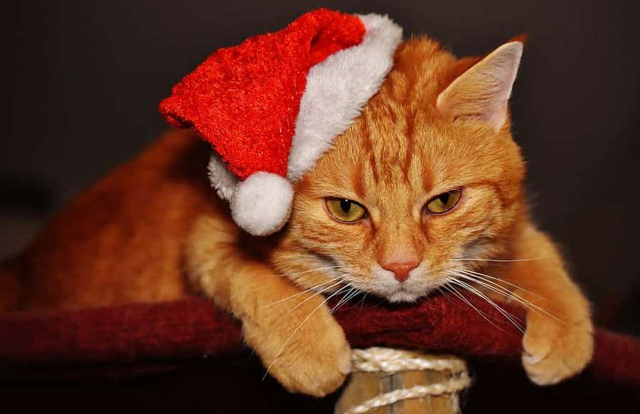 An orange cat wearing a red Santa hat looks grumpy while resting. — Christmas Cat Wallpaper