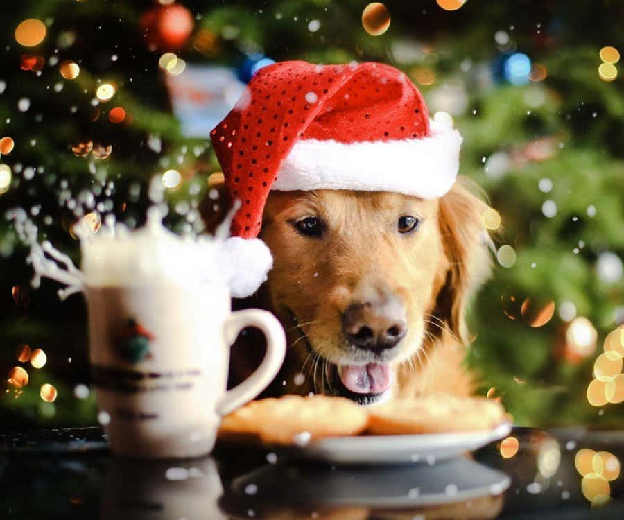 Christmas Dog Background Wallpaper