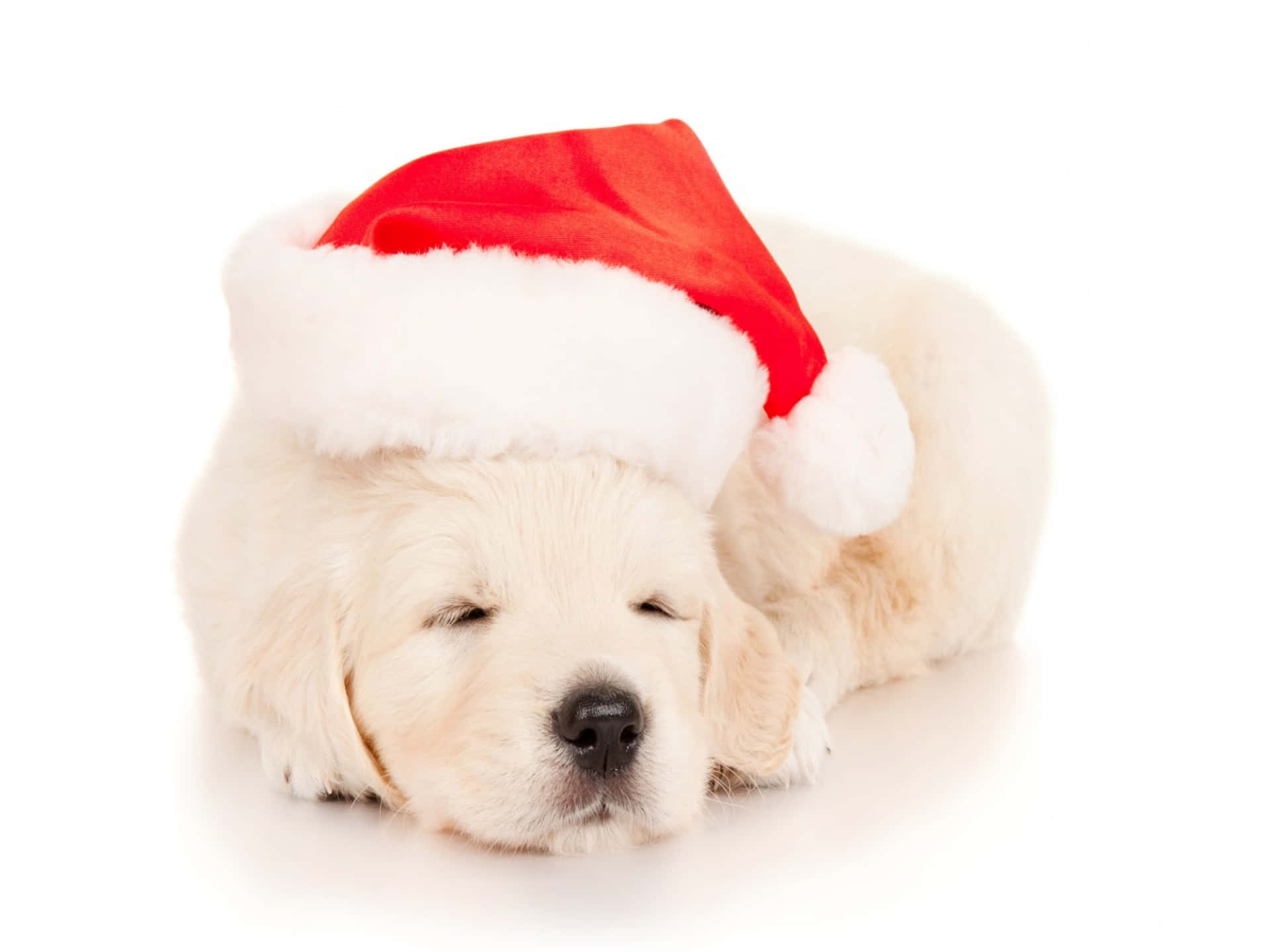 Christmas Hund Wallpaper