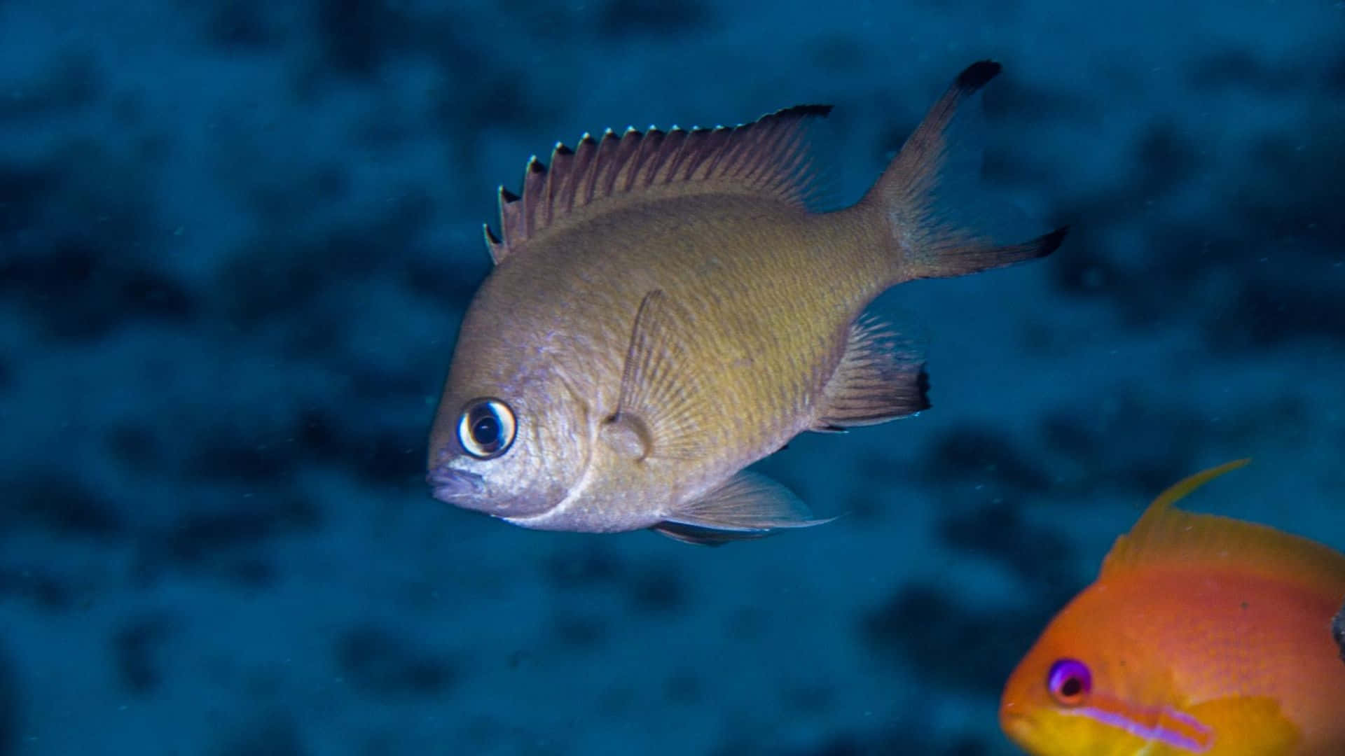 Chromis Achtergrond