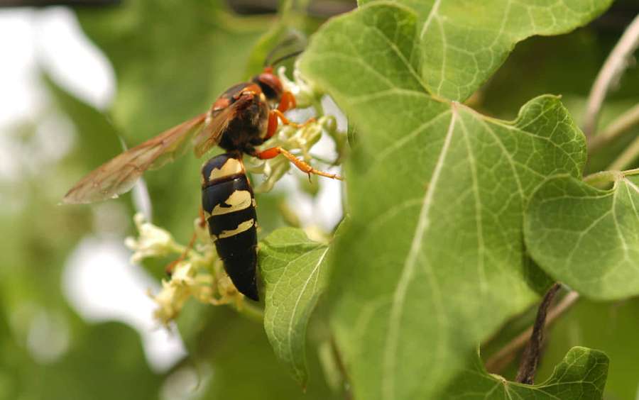 Uma vespa em uma folha verde com pequenas flores brancas — Cicada Killer Papéis de Parede