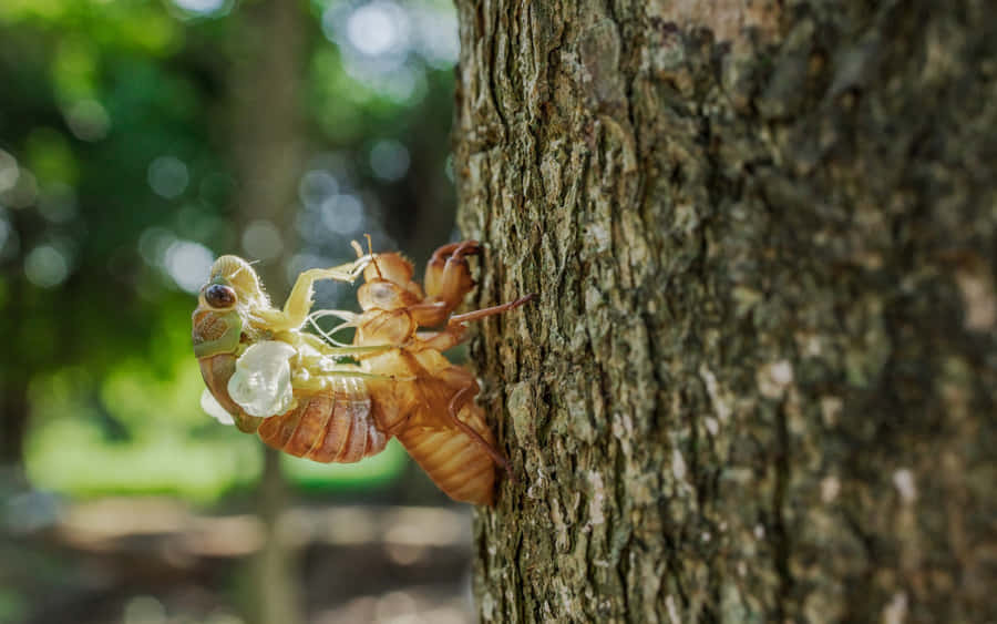 Cicada Molting Wallpaper