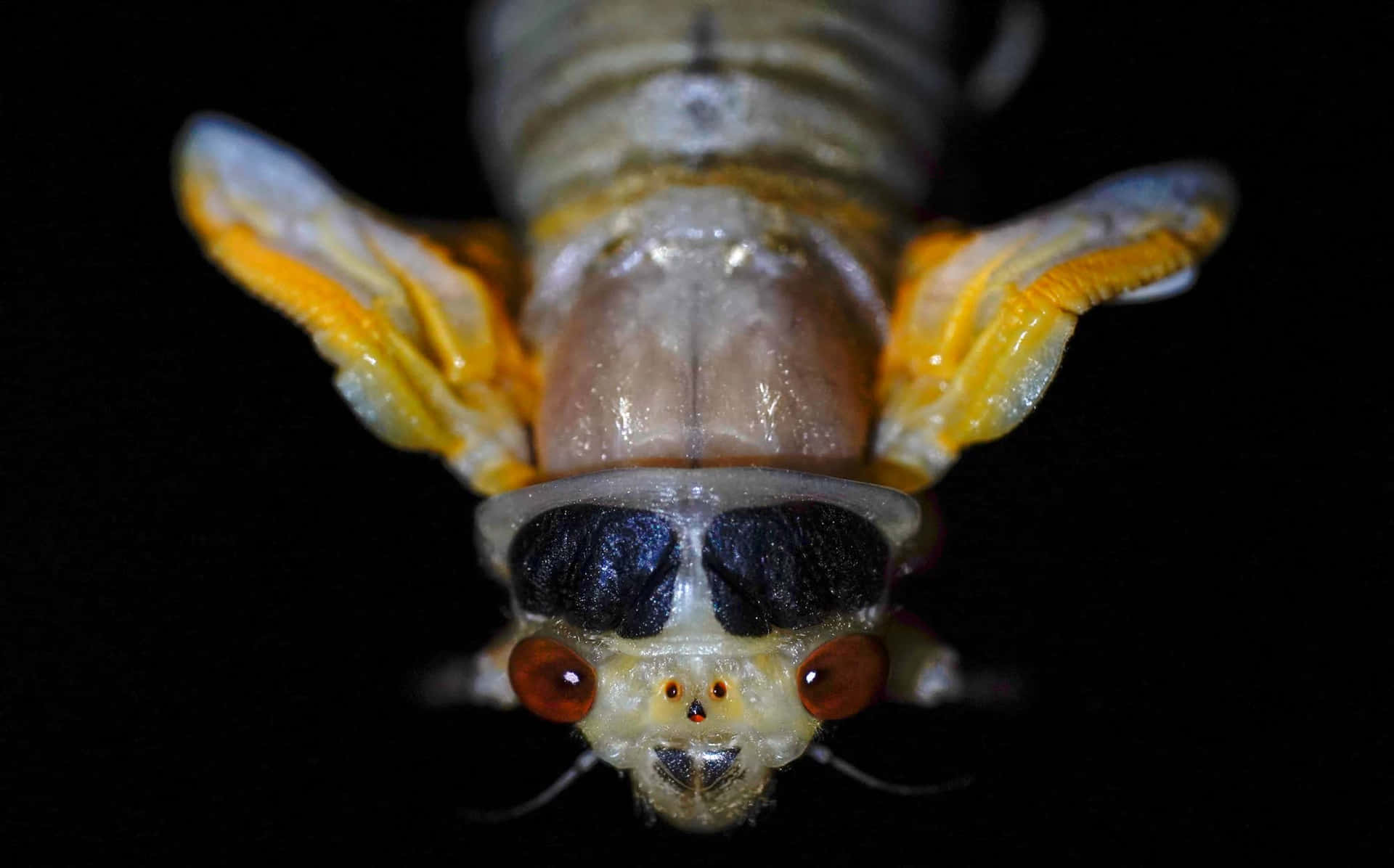 Cicada Nymph Wallpaper