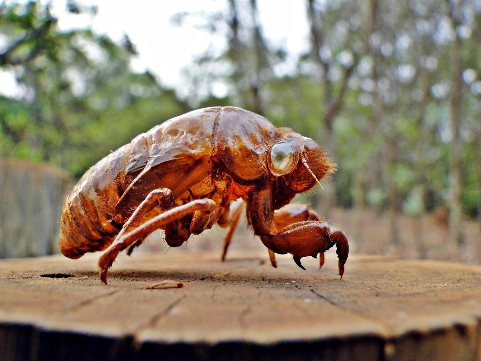 Cicada Nymph Wallpaper