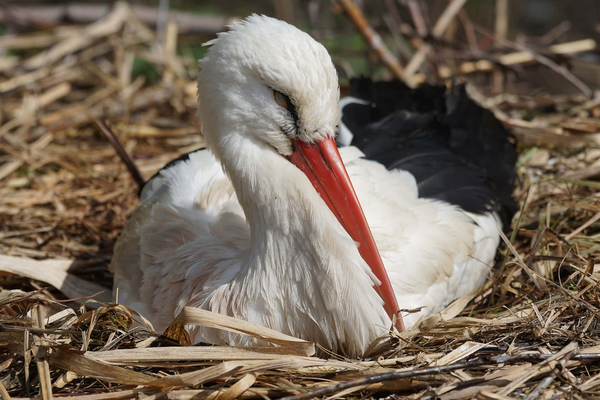 Cigogne Blanche Fond d'écran