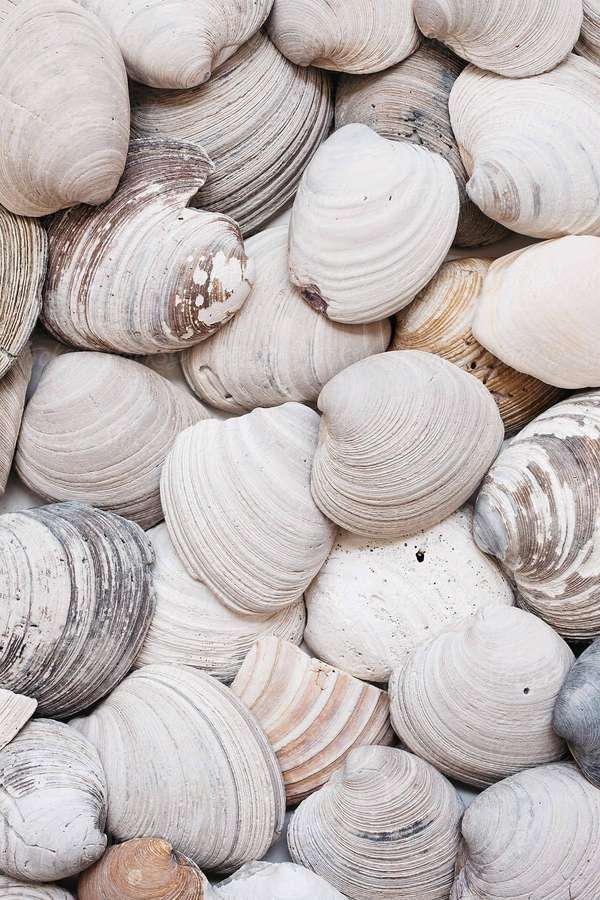 Pile of assorted seashells with varied textures and natural coloration. — Clam Background
