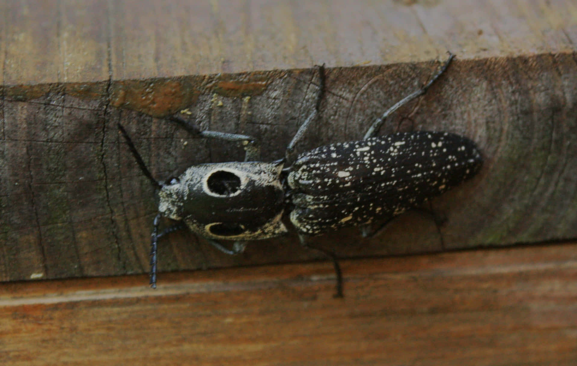 Click Beetle Achtergrond