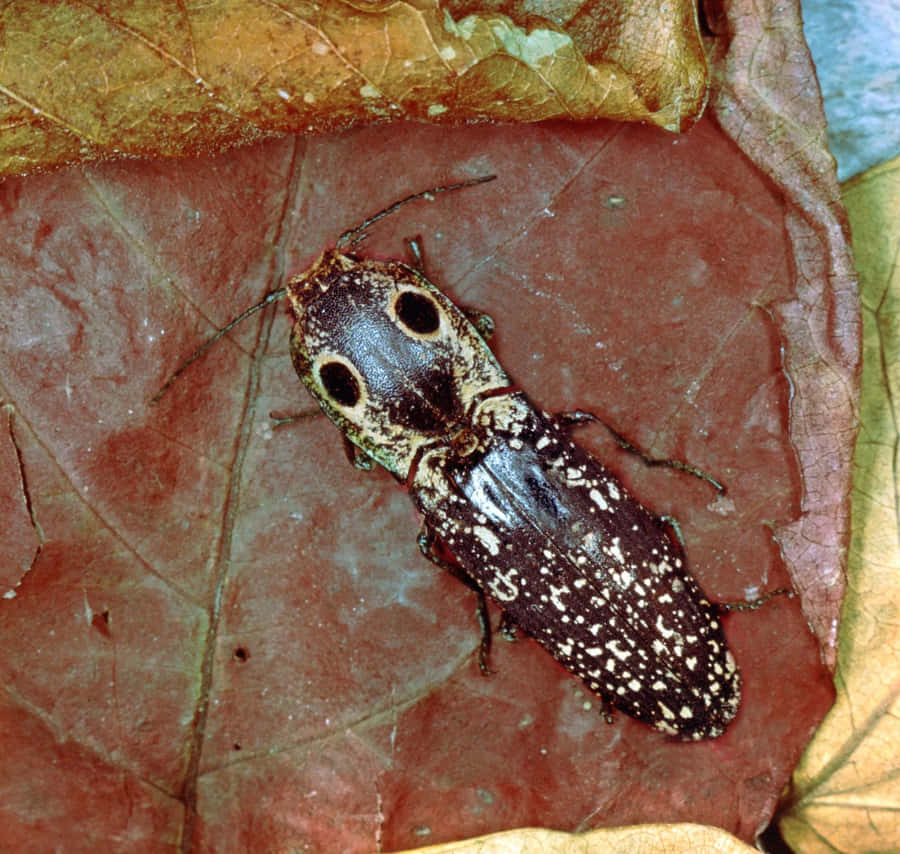 Click Beetle Wallpaper