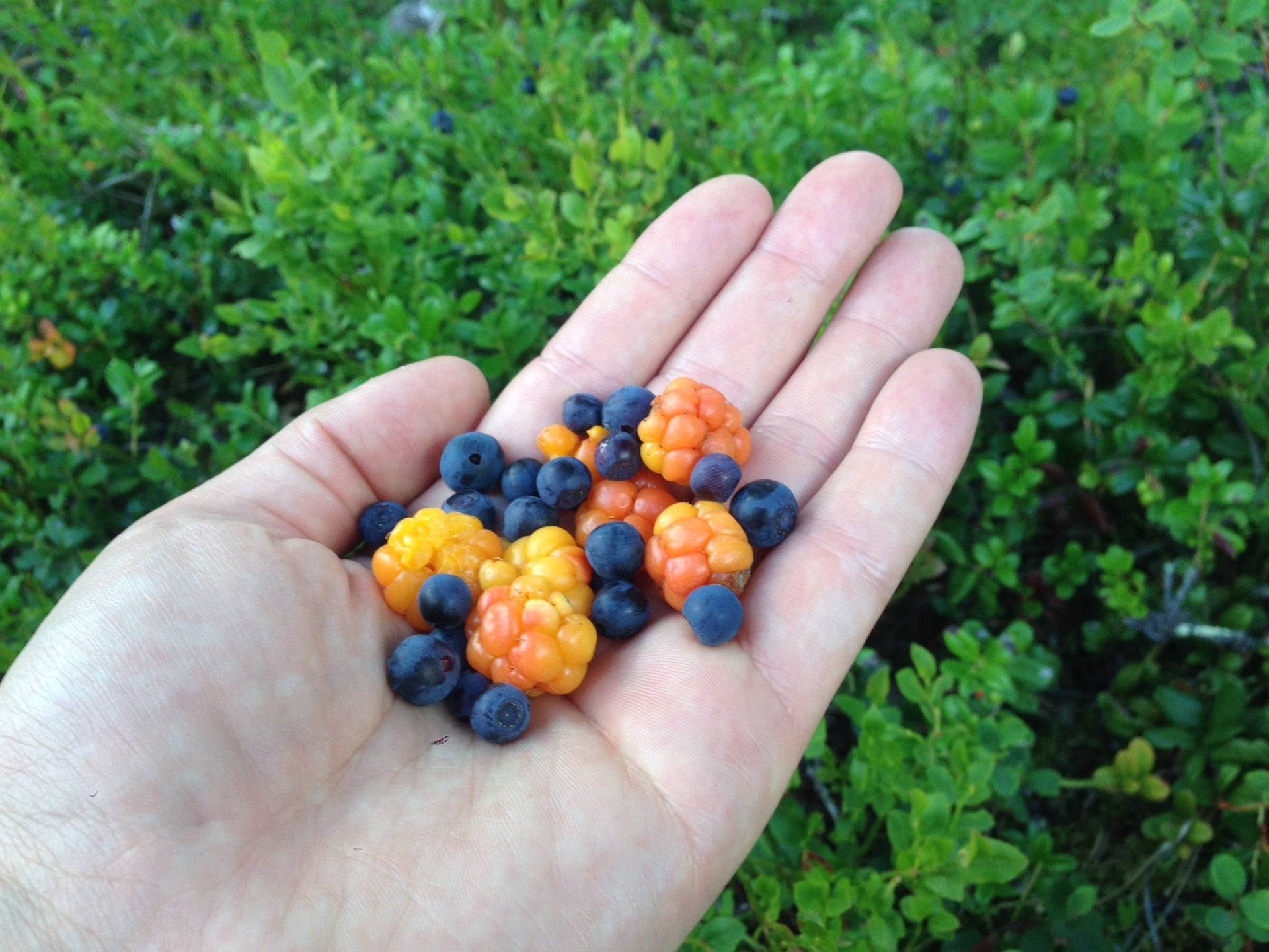 Cloudberry Bakgrunnsbildet