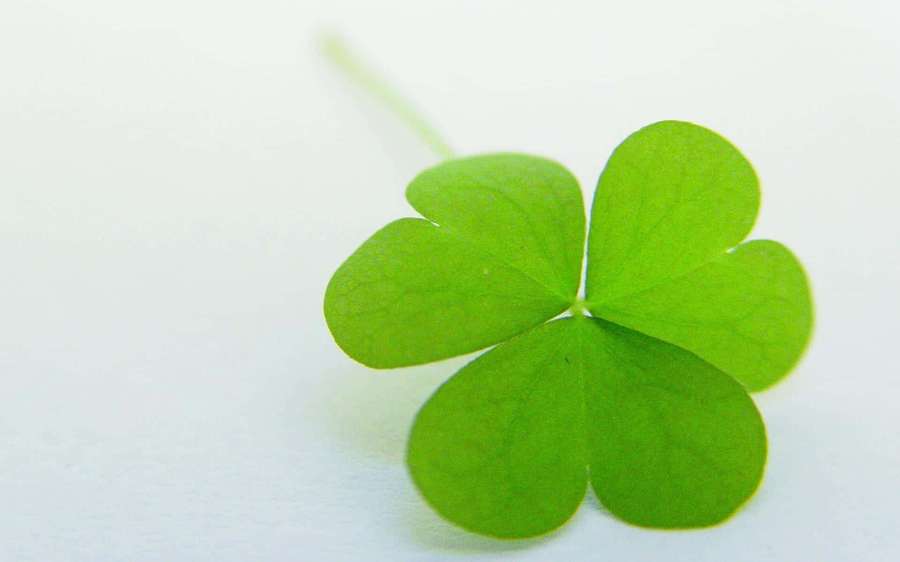 A four leaf clover on white background — Clover Background