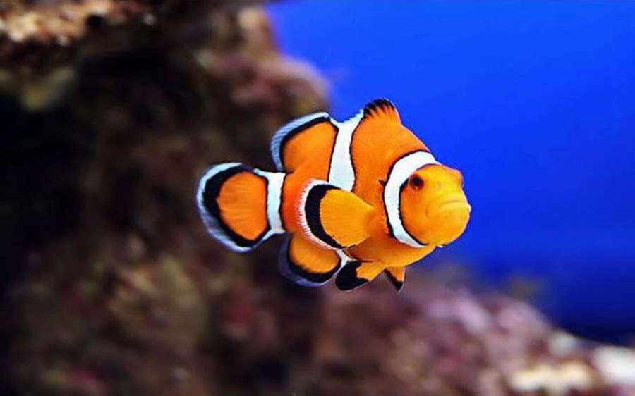 Orange clownfish with white and black stripes swimming near coral reef. — Clownfish Wallpaper
