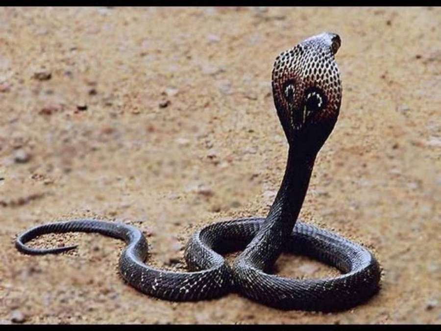 Eine schwarze Kobra mit erhobener Haube auf trockenem Sand. — Cobra Bilder