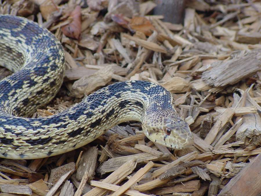 Uma cobra gopher descansando em lascas de madeira sob luz natural. — Cobra Gopher Papéis de Parede